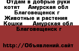 Отдам в добрые руки котят  - Амурская обл., Благовещенск г. Животные и растения » Кошки   . Амурская обл.,Благовещенск г.